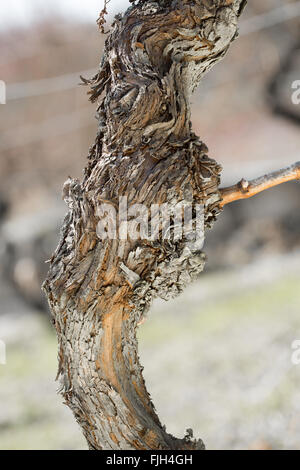 Close-up de vieille vigne de raisin avec de l'écorce du tronc et des rameaux un scurfy, à la fin de l'hiver Banque D'Images