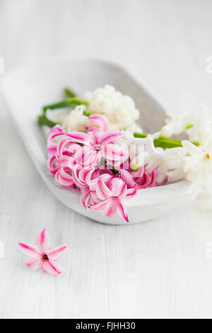 Jacinthe rose et blanc fleurs dans un bol en bois avec Spa .fleurs sensibles Banque D'Images