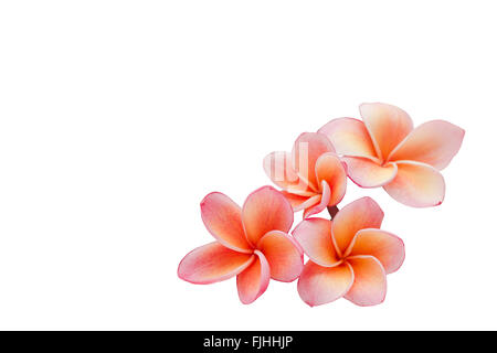 Belle fleur rose doux isolé ou plumeria frangipani sur fond blanc Banque D'Images