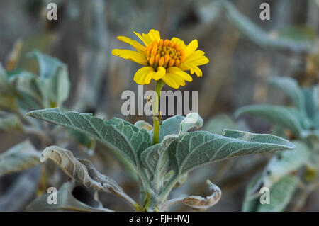 / Brittlebush brittlebrush (Encelia farinosa) en fleur, originaire du nord du Mexique et le sud-ouest des États-Unis Banque D'Images