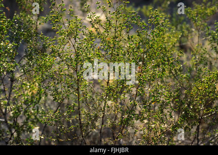 Le jojoba (Simmondsia chinensis / Buxus chinensis) arbuste originaire du sud de la Californie, l'Arizona, l'Utah et au Mexique Banque D'Images