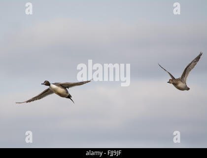 Paire de canards pilets (Anas acuta) en vol à Farlington Marshes dans le Hampshire, en Angleterre. Banque D'Images