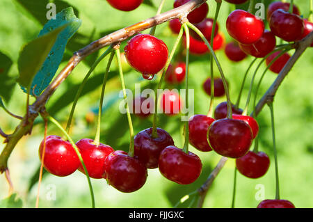 Cerises rouge vif avec de l'eau tombe dans la lumière du soleil Banque D'Images