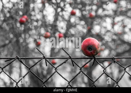 Pomme mûre empalée sur une clôture. Dans l'arrière-plan avec arbres fruitiers pommes rouges. Banque D'Images