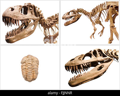 Jeu de dinosaures et les trilobites squelette fossile, blanc sur fond isolé. Banque D'Images