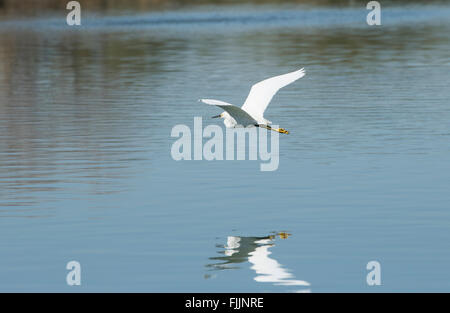 Egret survolant l'étang d'une réflexion Banque D'Images