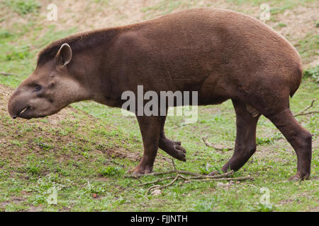 Brésilien, ou d'Amérique du Sud Le Tapir (Tapirus terrestris). Zoo Amazona, Cromer. Le Norfolk. UK. Banque D'Images