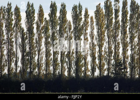 Arbres de peuplier (Populus nigra 'Italica'). Plantés à l'écran parfois perçu comme 'eye-bobos" à l'intérieur de paysage. Banque D'Images
