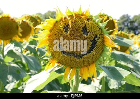 Tournesol Smiley Banque D'Images