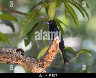 Spangled Drongo (Dicrurus bracteatus), Territoire du Nord, NT, Australie Banque D'Images