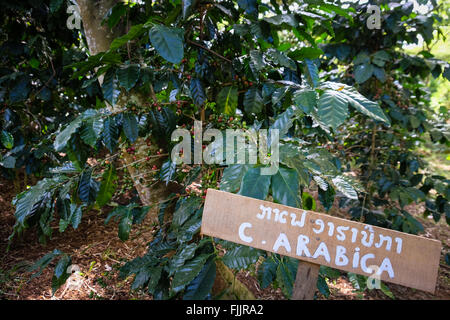 Les grains de café Arabica poussant sur le Plateau des Bolavens au Laos Banque D'Images