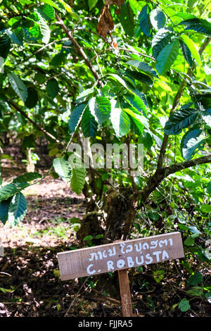 Les grains de café Robusta qui poussent sur le Plateau des Bolavens au Laos Banque D'Images