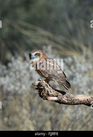 Le sud (Ninox Boobook novaeseelandiae), Alice Springs Desert Park, Territoire du Nord, Australie Banque D'Images