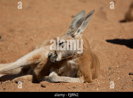 Kangourou rouge (Macropus rufus), Alice Springs Desert Park, Territoire du Nord, Australie Banque D'Images