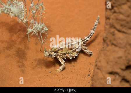Diable épineux (Moloch horridus), Alice Springs Desert Park, Territoire du Nord, NT, Australie Banque D'Images