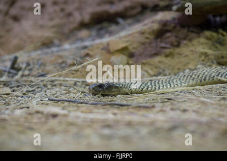 Le roi serpent brun ou Mulga Serpent (Pseudechis australis), Alice Springs Desert Park, Territoire du Nord, Australie Banque D'Images
