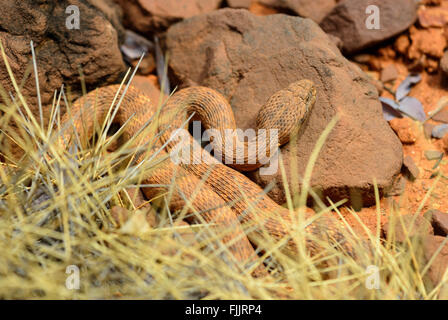 Desert Death Adder (Acanthophis pyrrhus), Alice Springs Desert Park, Territoire du Nord, Australie Banque D'Images