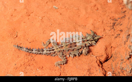 Diable épineux (Moloch horridus), Alice Springs Reptile Centre, Territoire du Nord, NT, Australie Banque D'Images