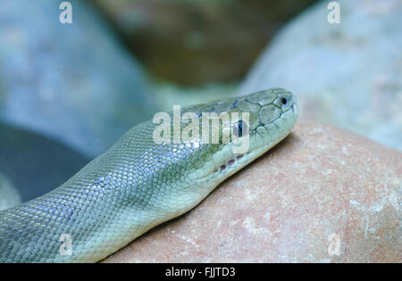 Python Olive (Liasis olivaceous), Alice Springs Reptile Centre, Territoire du Nord, Australie Banque D'Images
