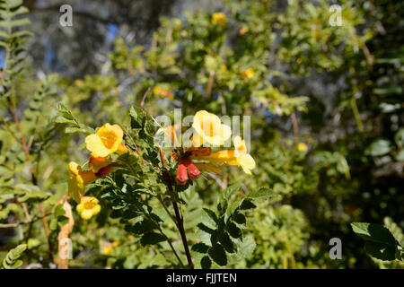 Fleurs jaunes, Larapinta Drive, Territoire du Nord, NT, Australie Banque D'Images