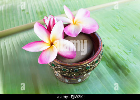 Fleurs roses Beutiful plumeria frangipani ou sur des feuilles de banane verte Banque D'Images