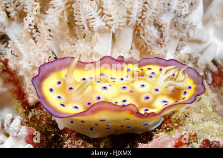 Nudibranche, Goniobranchus kuniei Chromodoris kuniei, auparavant, rampant le long d'une barrière de corail sous l'eau. Banque D'Images