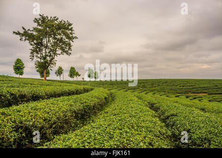 Plantation de thé Fong Choui Banque D'Images