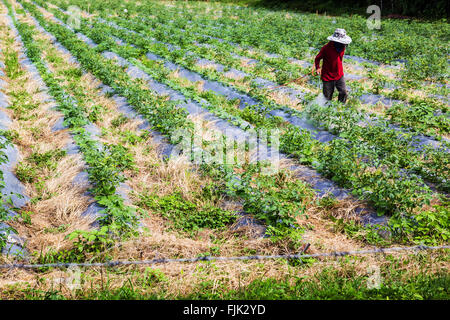 Une photo d'une des personnes non identifiées dans la chemise rouge étaient la pulvérisation de pesticides sur les végétaux Banque D'Images