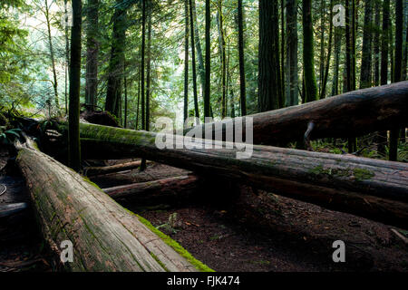 Les arbres tombés à Cathedral Grove situé dans le parc provincial MacMillan, l'île de Vancouver, Colombie-Britannique, Canada Banque D'Images