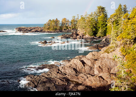 Sentier Wild Pacific - Ucluelet, île de Vancouver, Colombie-Britannique, Canada Banque D'Images