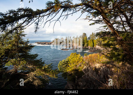 Sentier Wild Pacific - Ucluelet, île de Vancouver, Colombie-Britannique, Canada Banque D'Images