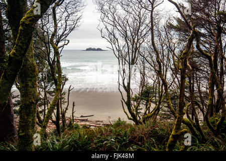 La Baie Florencia (Wreck Beach) - le parc national Pacific Rim - près de Tofino, Vancouver Island, British Columbia, Canada Banque D'Images