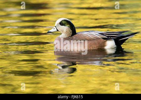 Le Canard d'Amérique (mâle) - le parc Beacon Hill, Victoria, île de Vancouver, Colombie-Britannique, Canada Banque D'Images