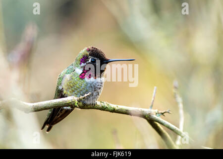 Anna's Hummingbird - Beacon Hill Park, Victoria, île de Vancouver, Colombie-Britannique, Canada Banque D'Images