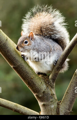 L'écureuil gris (Sciurus carolinensis) - le parc Beacon Hill, Victoria, île de Vancouver, Colombie-Britannique, Canada Banque D'Images