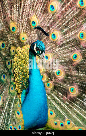 Paons indiens ou Peacock Pavo cristatus) - (le parc Beacon Hill, Victoria, île de Vancouver, Colombie-Britannique, Canada Banque D'Images