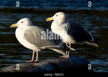 Goéland à ailes grises (Larus glaucescens) - Victoria, île de Vancouver, Colombie-Britannique, Canada Banque D'Images