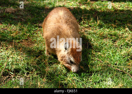 Un Rock Hyrax (Procavia capensis) se nourrissent d'herbe Banque D'Images