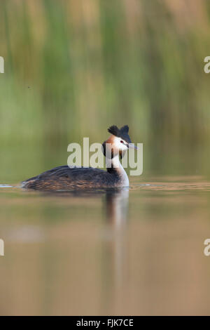 Grèbe huppé / Haubentaucher ( Podiceps cristatus ) en robe de reproduction, nage en face d'une ceinture de roseaux, sur un jour sans vent. Banque D'Images