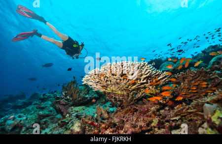 Scuba Diver explorer un récif de corail Banque D'Images