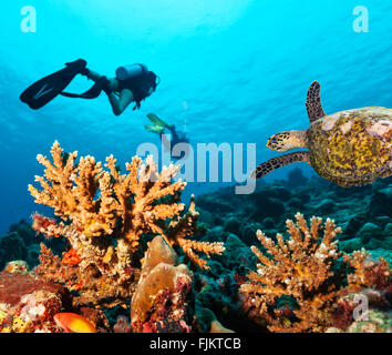 Les plongeurs d'explorer un récif de corail Banque D'Images