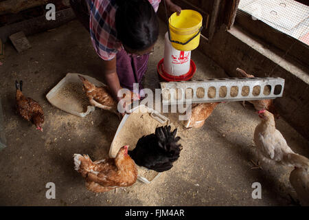 Un agriculteur nourrir ses poules, Tanzanie Banque D'Images