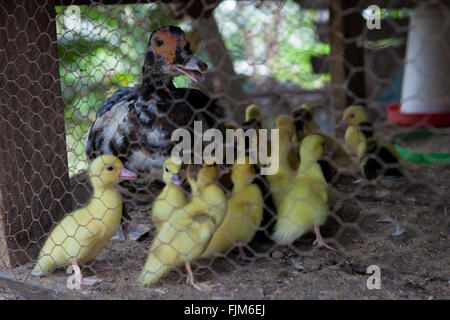 Les canards et les canetons, ferme avicole, en Tanzanie. Banque D'Images