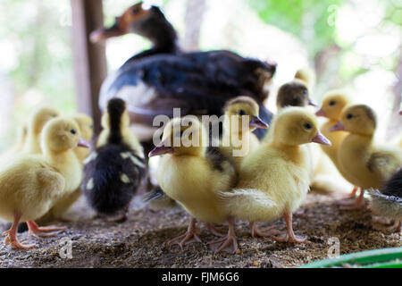 Une Maman canard et ses canetons, ferme avicole Tanzanie Banque D'Images