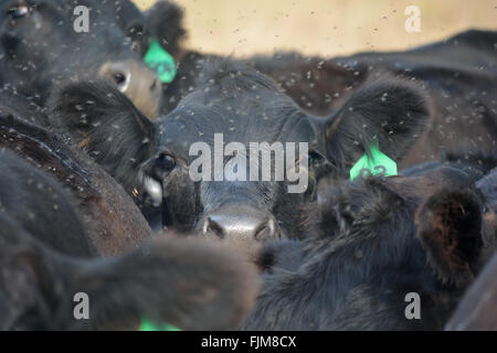 Black Angus Cow lutte pour voir plus d'un troupeau et les mouches noires Banque D'Images