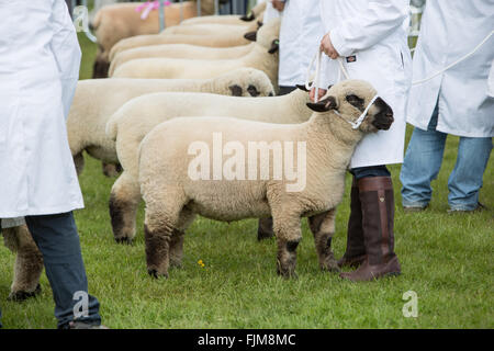 Des scènes du Devon County show. Banque D'Images