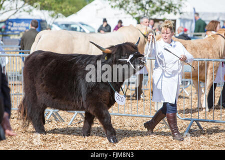 Des scènes du Devon County show. Banque D'Images