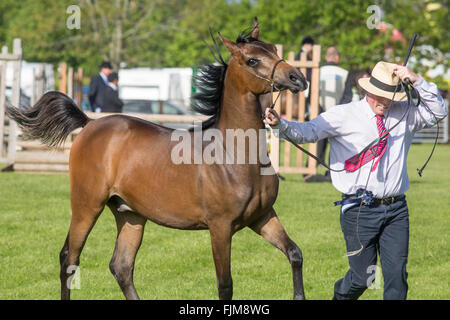 Des scènes du Devon County show. Banque D'Images