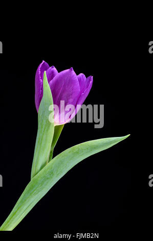 Une fleur de tulipe violet sur fond sombre Banque D'Images