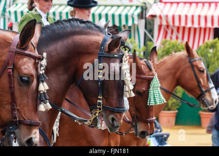 Séville, Espagne - 29 Avril 2015 : Rangée de chevaux pur-sang à la foire d'Avril de Séville. Banque D'Images